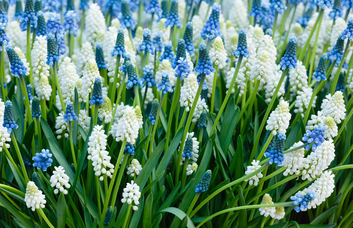 头蓝色和白色的花muscari（或鼠风信子）芽和叶自然叶植物学