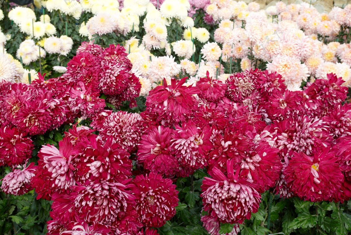 许多深粉色和白色菊花的田野菊花自然花束