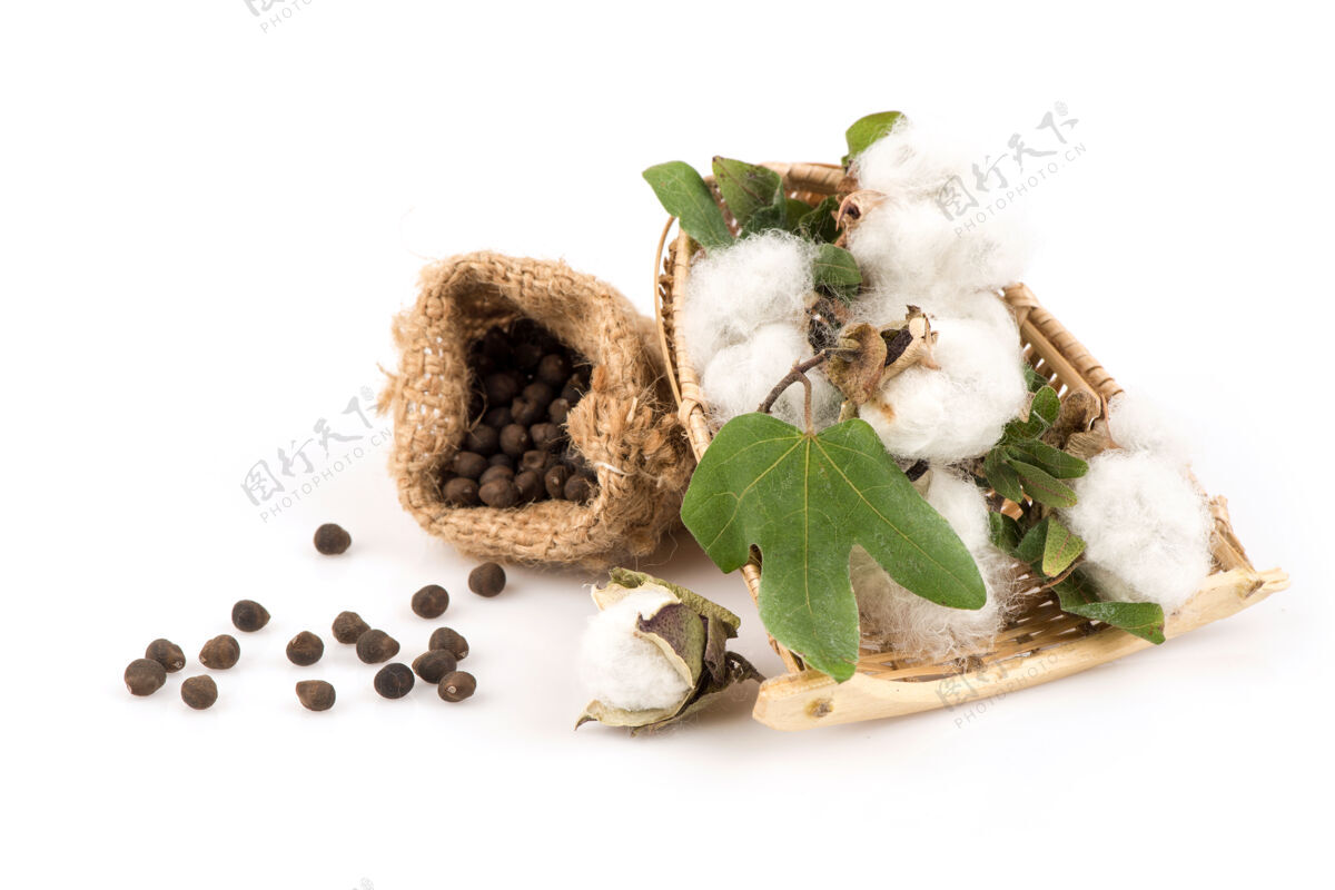 编织棉花或棉花和种子分离在白色种子羽绒棉花