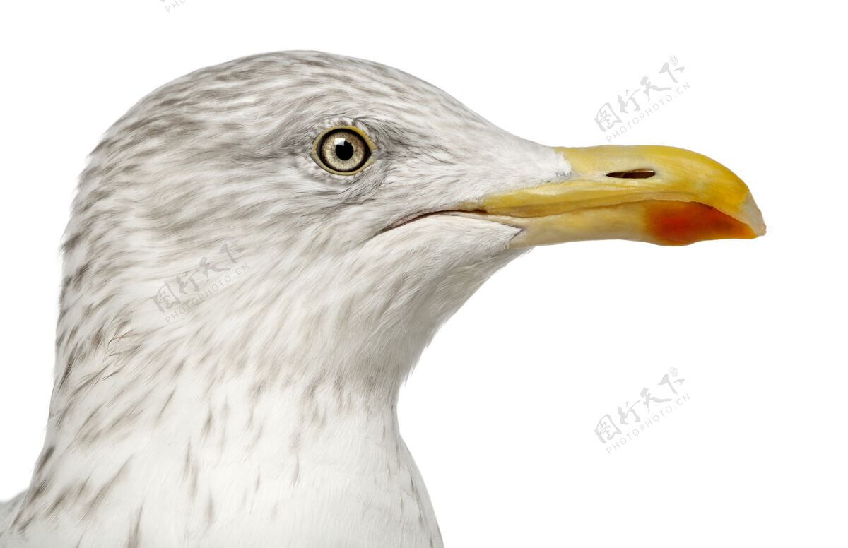 特写欧洲鲱鸥larusargentatus隔离动物野生动物海鸥