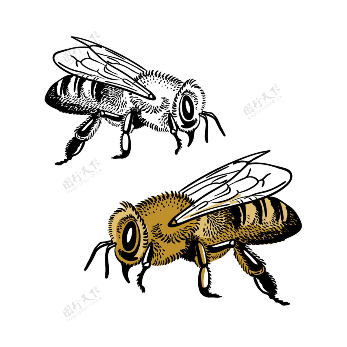 蜂蜜蜜蜂被隔离了素描野生动物蜜蜂