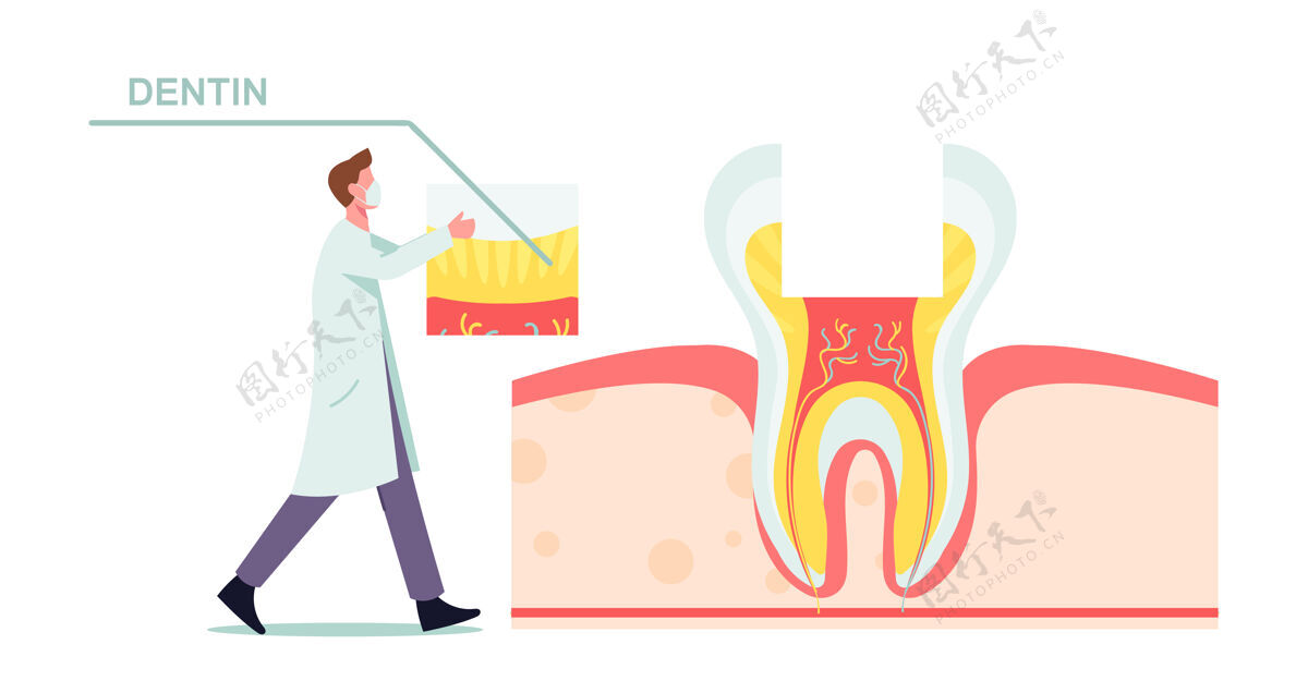 解剖健康牙齿解剖与结构图解医学十字部分