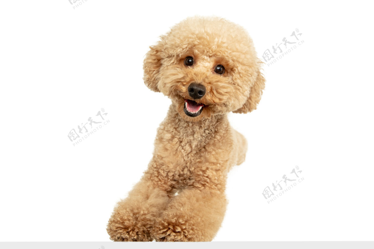 游戏快乐可爱可爱的马尔蒂波棕色小狗或宠物摆姿势隔离在白色墙壁上运动概念 宠物的爱 动物的生活看起来快乐 有趣广告的复制空间玩 跑乐趣狗视图