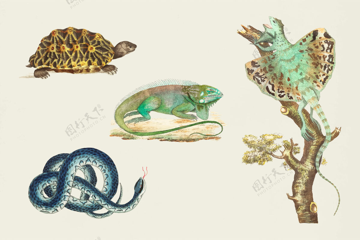 团体彩色复古套装蜥蜴生物学动物集