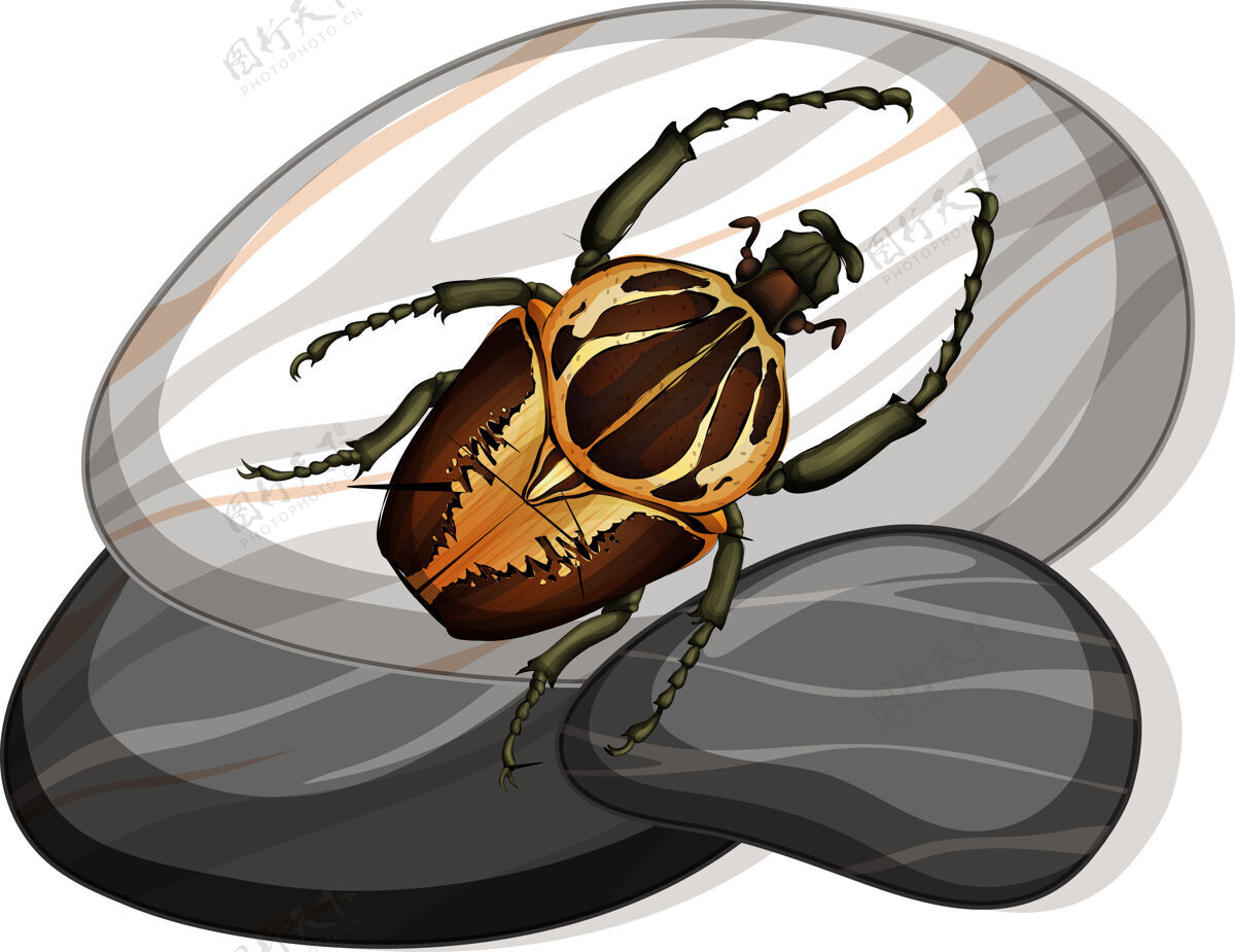 腿白色石头上的巨人甲虫俯视图动物石头杀虫剂