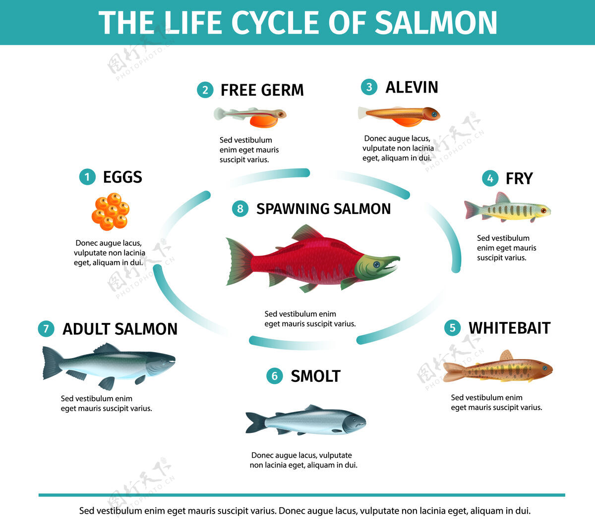 海洋生物鲑鱼生命周期信息图周期生命蛋