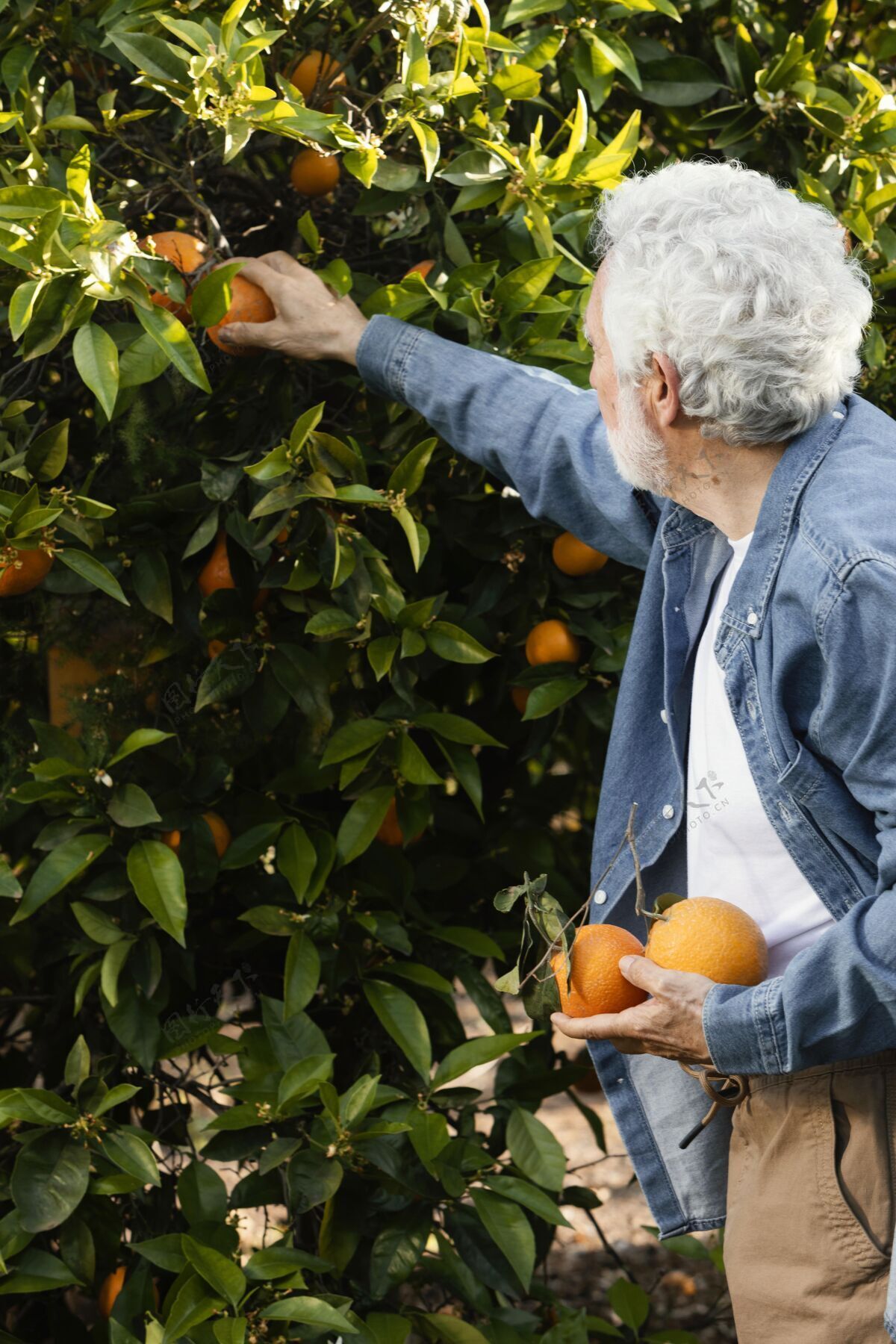 种植园站在他橘子树旁的老人柑橘树栽培树木