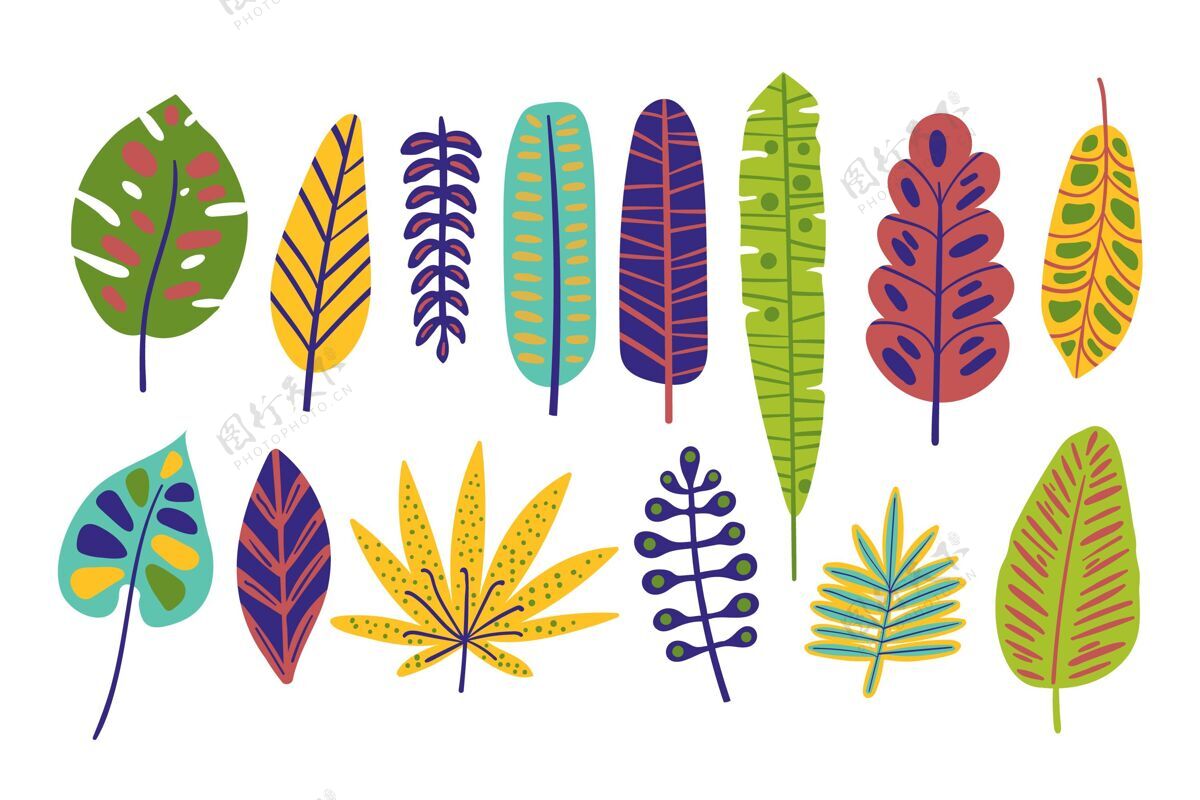 收集手绘彩色热带树叶系列手绘分类彩色
