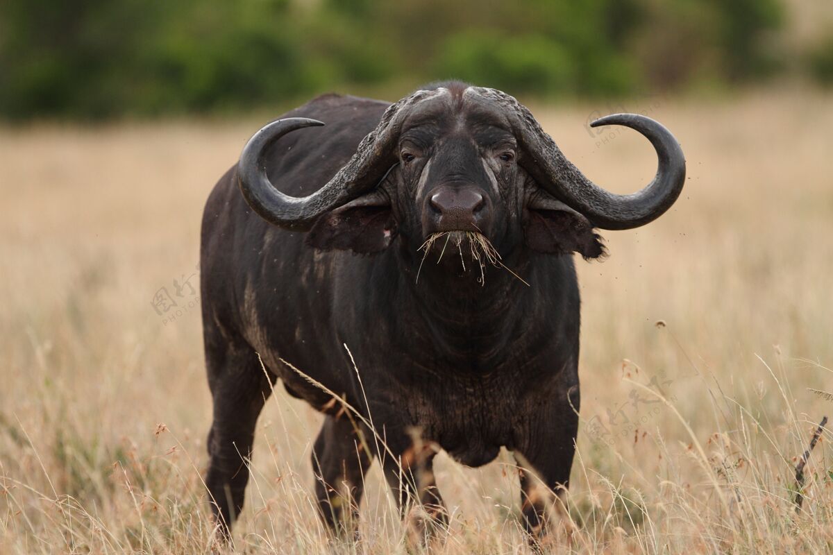 草在非洲丛林中捕获的长满高草的田野上的大黑水牛保护非洲大