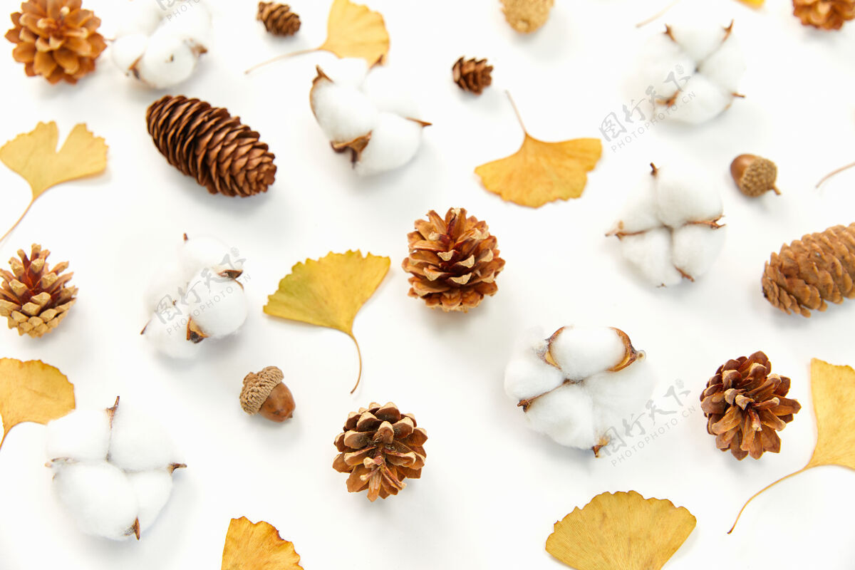 秋天特写镜头的秋叶和针叶树球果 科顿植物在白色的表面圆锥形明亮针叶树