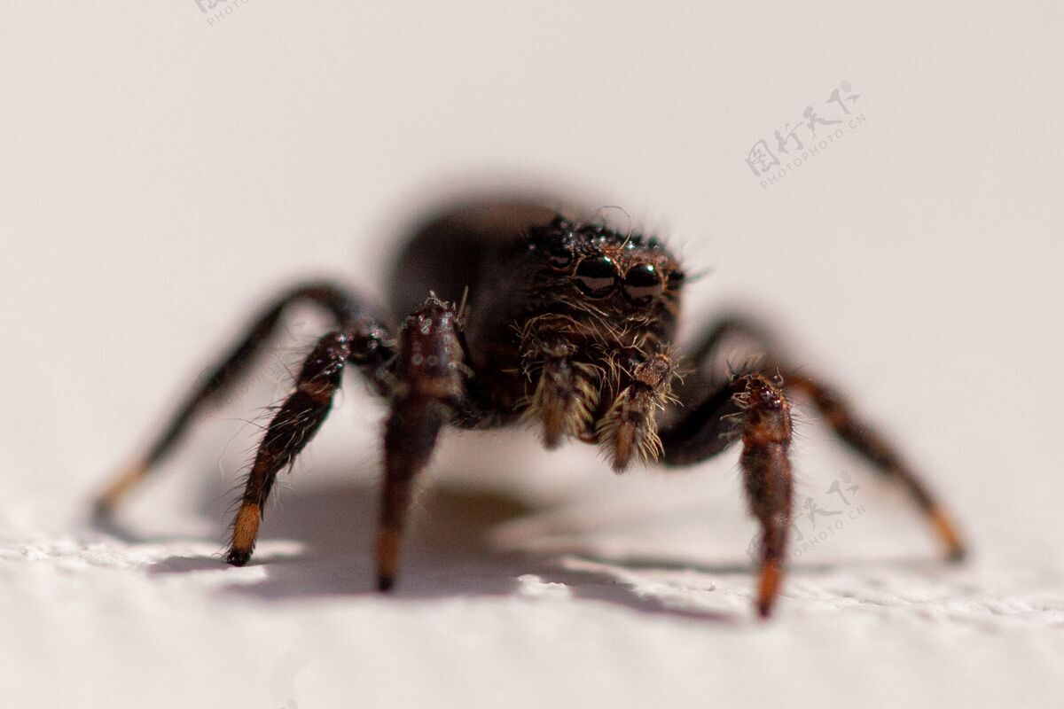 生物一只可爱的蜘蛛在白色表面的特写镜头细节特写捕食者