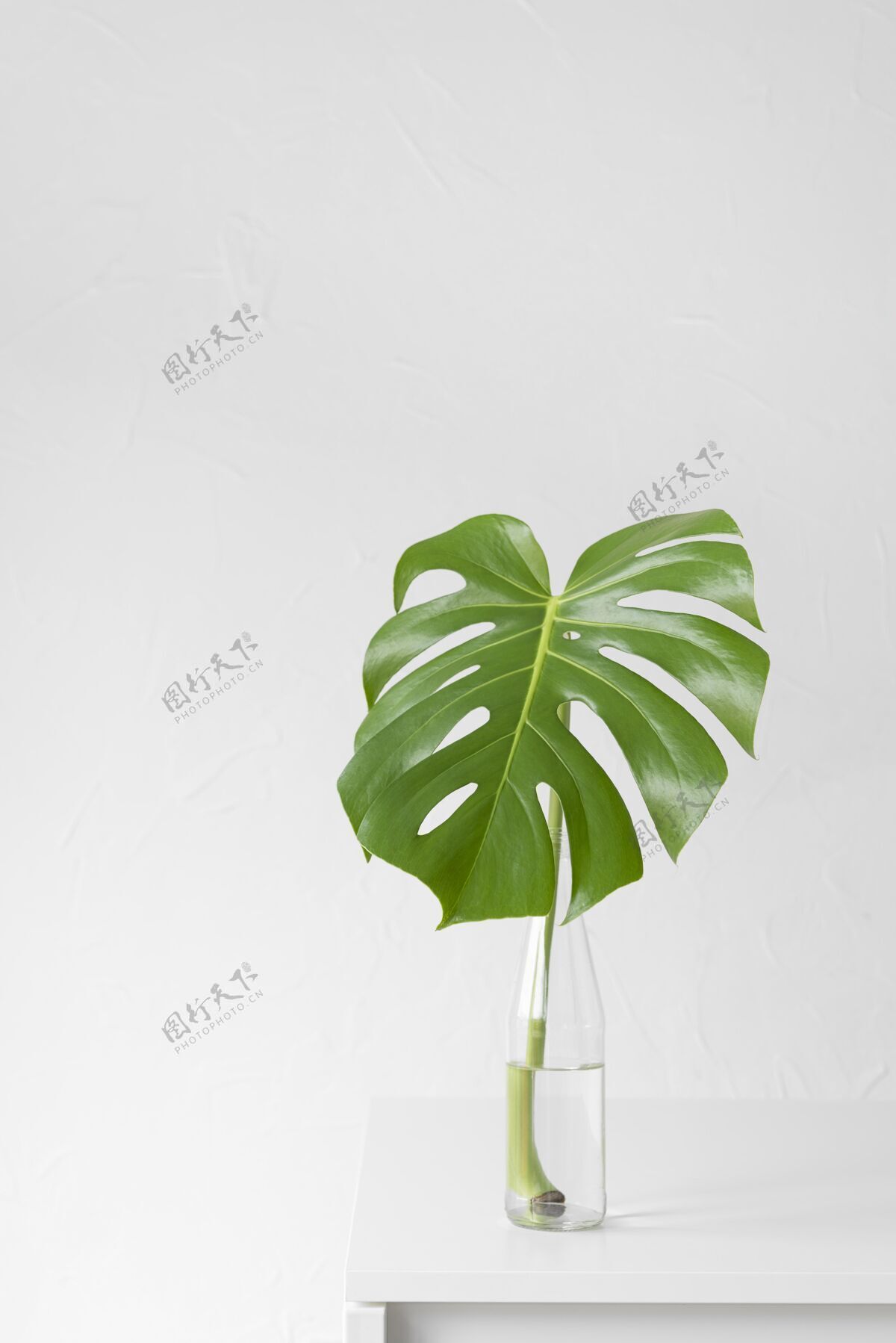 自然最小的热带树叶排列热带最小植物