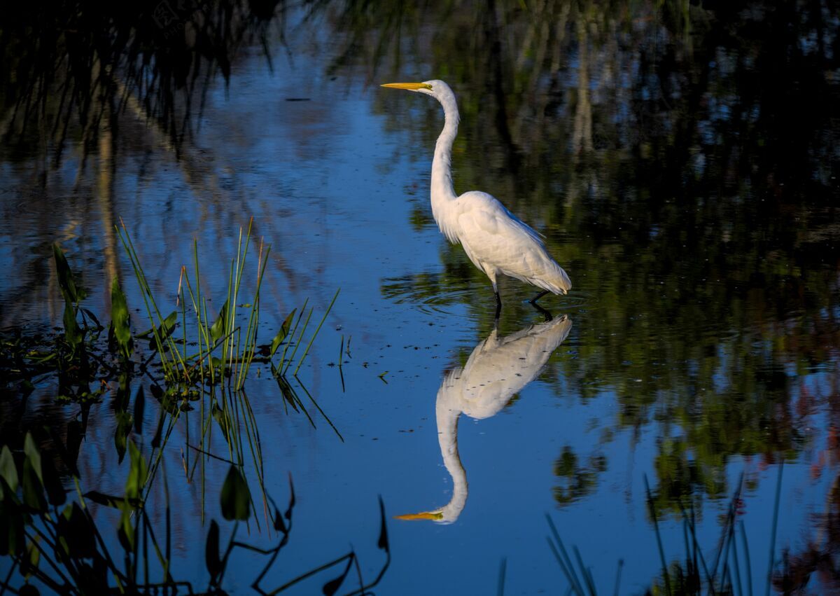 池塘选择性聚焦拍摄水反射白鹭苍蝇鸟类翅膀