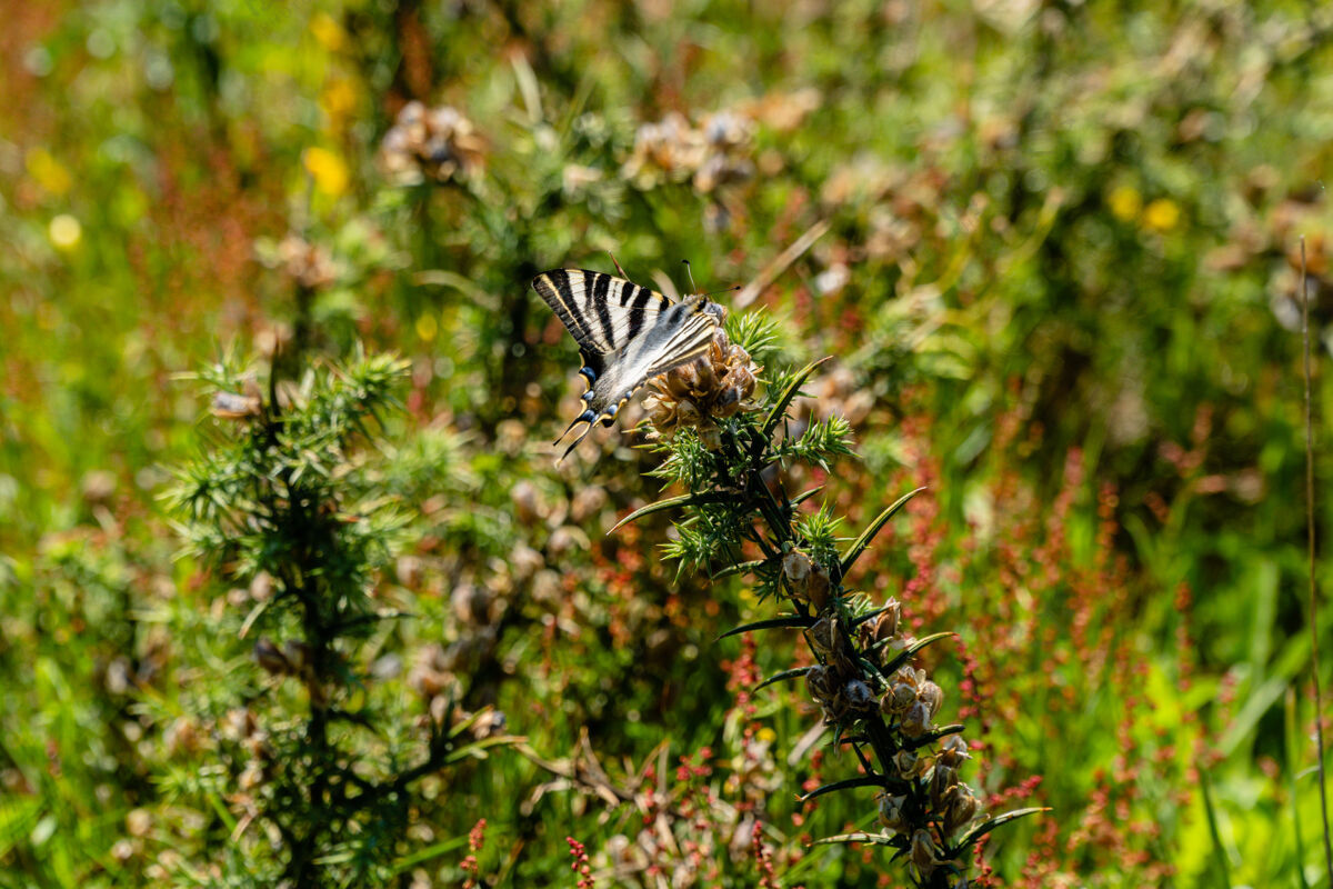 环境一只蝴蝶在野生植物上的特写镜头紫菀植物学草地