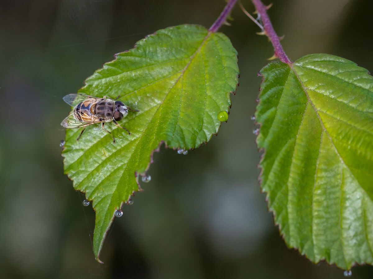 树叶蜜蜂坐在树叶上的选择性聚焦镜头野生树叶光