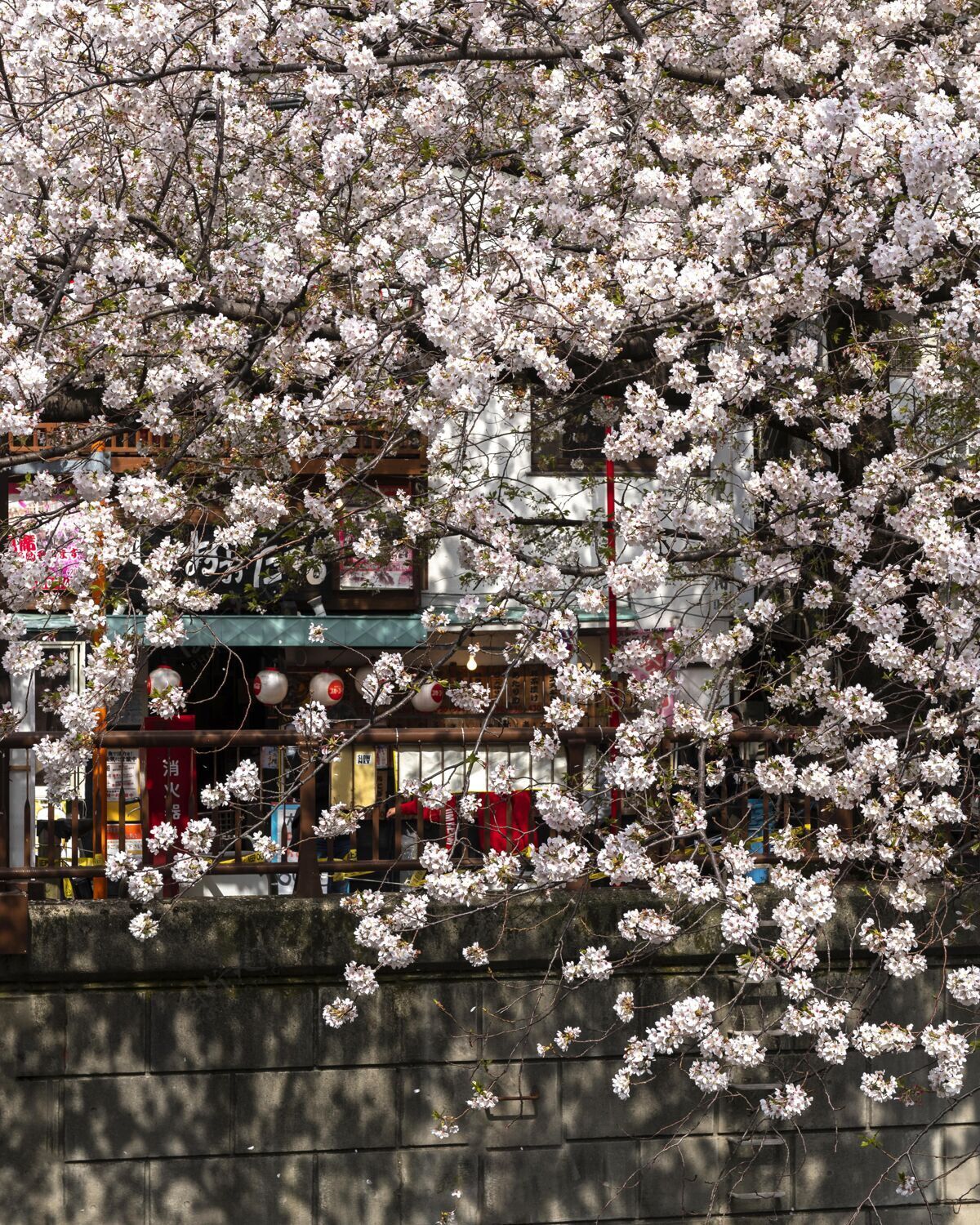 花桃树在日本开花花春天开花