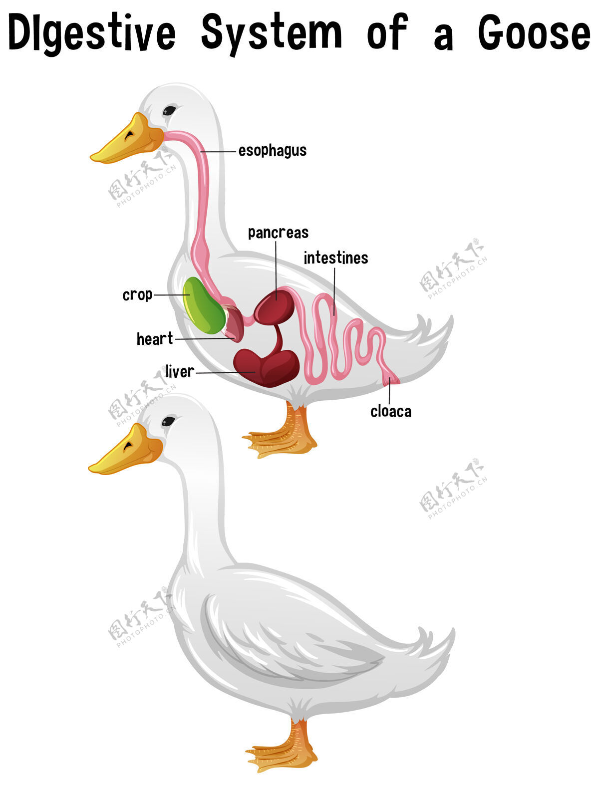 卡通有标签的鹅的内部解剖病理学动物群农作物