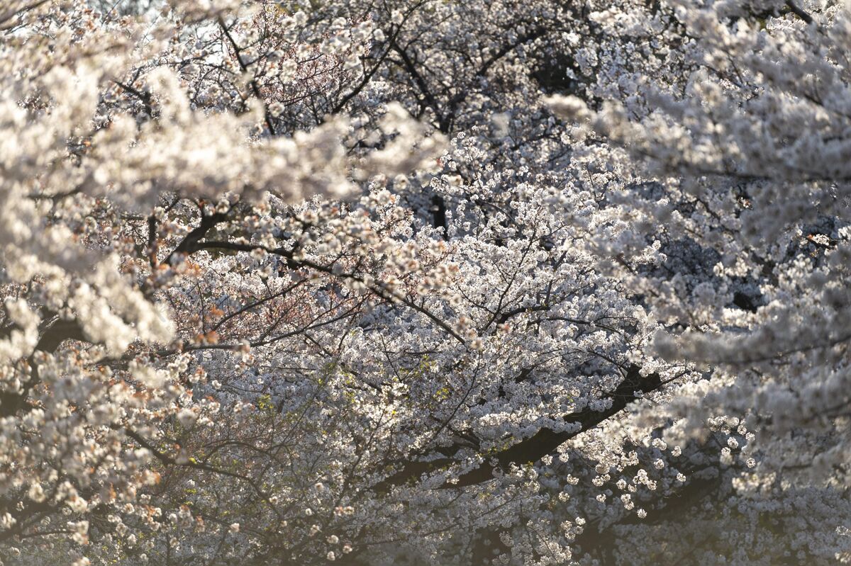 树美丽的桃树白天在东京盛开花瓣花植物学