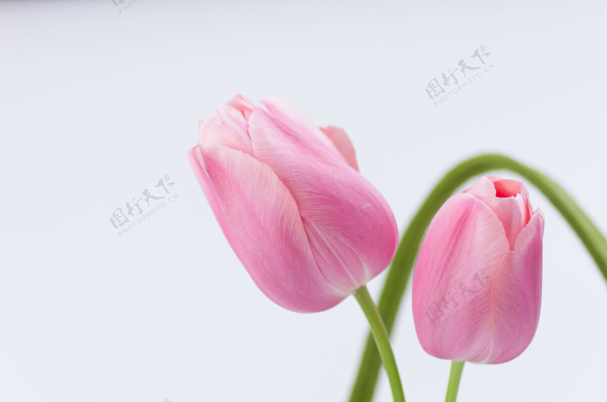 特写白色背景上美丽的粉红色郁金香特写镜头郁金香花束开花