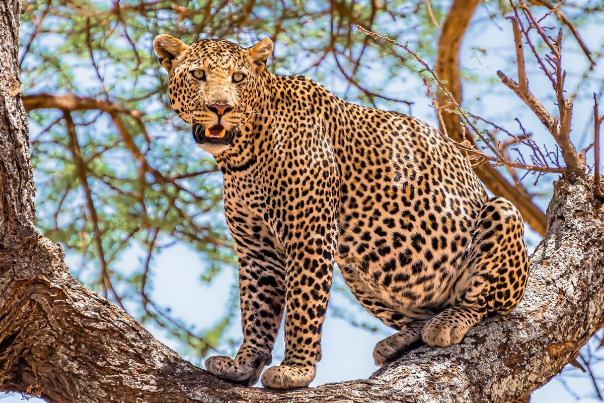 树非洲豹坐在树上 在丛林里四处张望斑点公园大