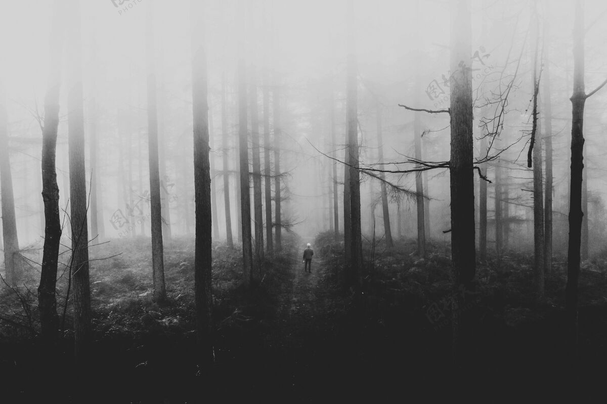 松树在迷雾森林里行走的人寒冷神秘恐怖