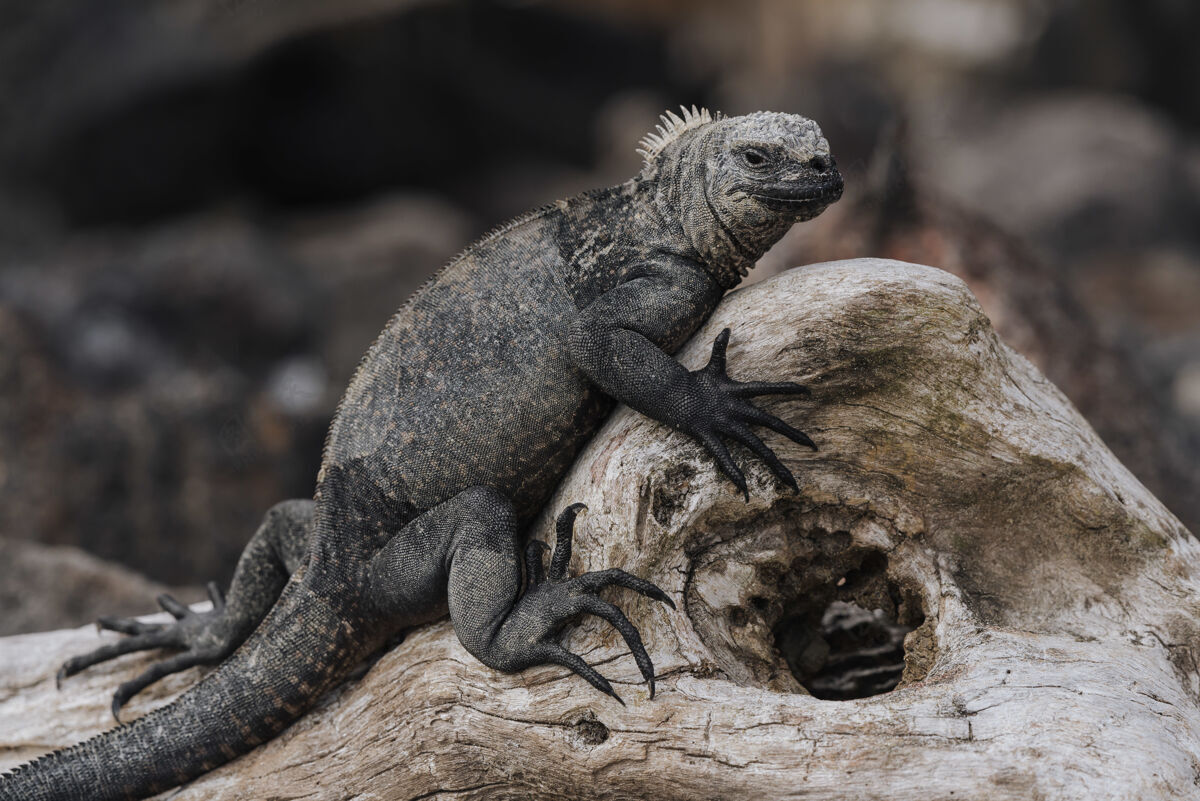 丛林树上一只大灰鬣蜥的特写镜头濒危视图自然