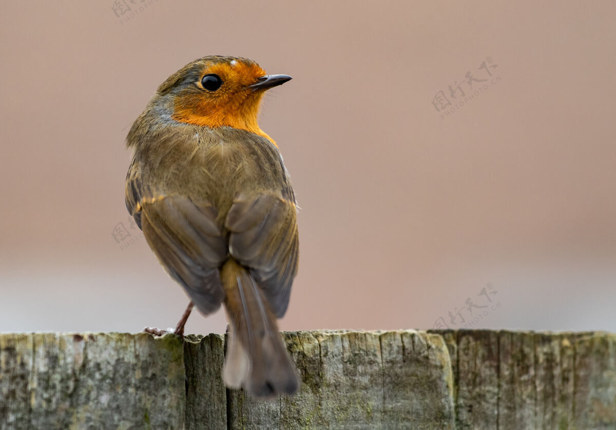 动物群一只欧洲知更鸟坐在木头表面的背照喙栖息地羽毛
