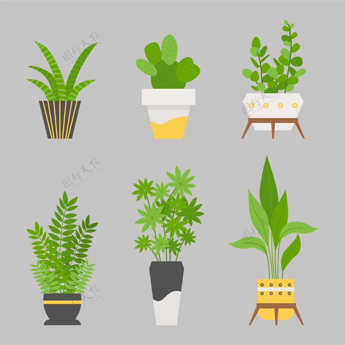 分类平房植物收藏室内植物植物自然