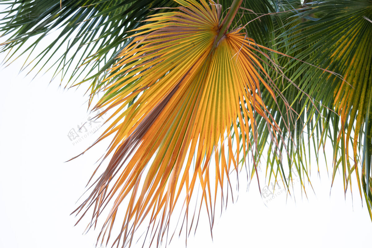 热带纹理棕榈枝的底视图非洲棕榈埃及