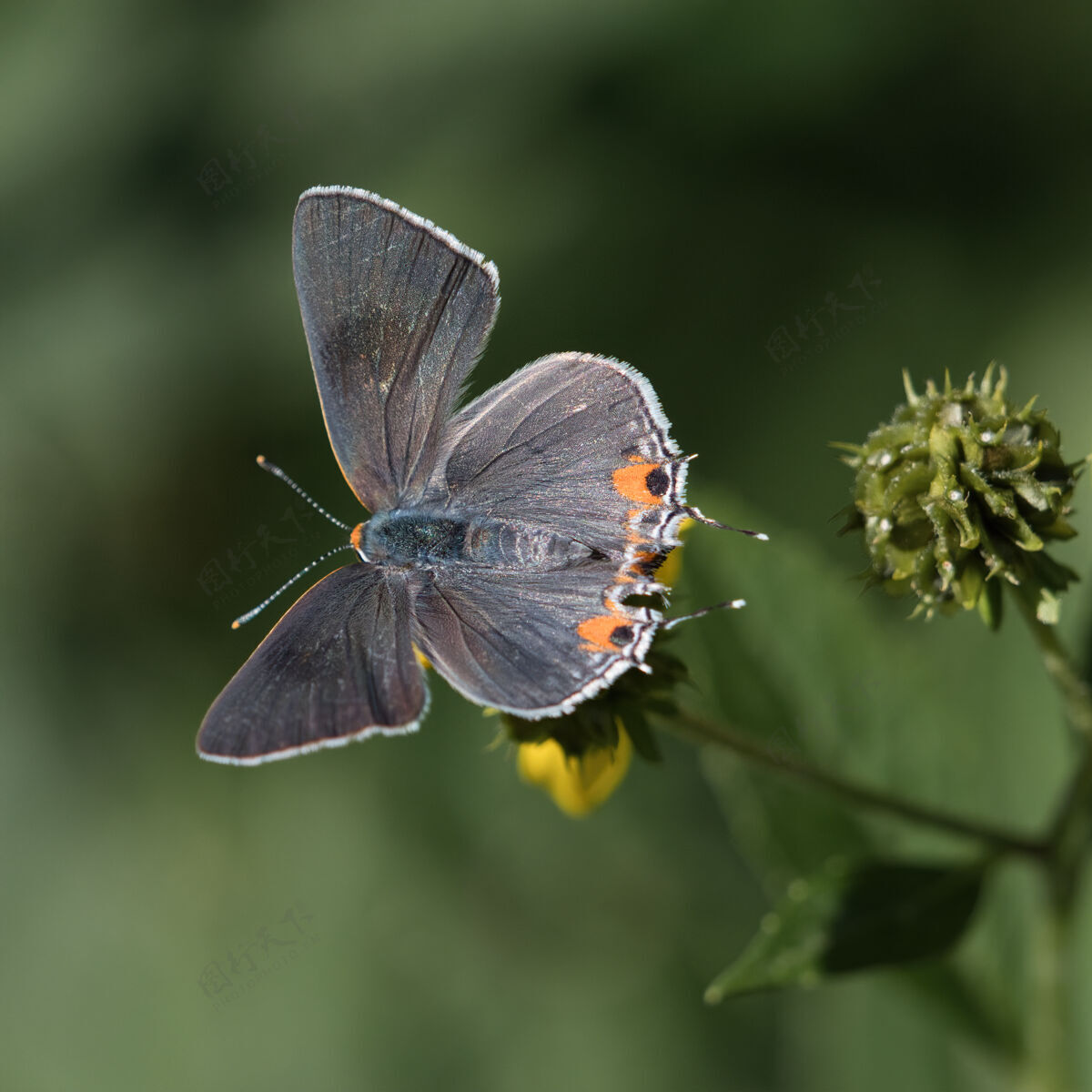 生物在花上的短尾蓝的选择性聚焦拍摄景观翅膀动物