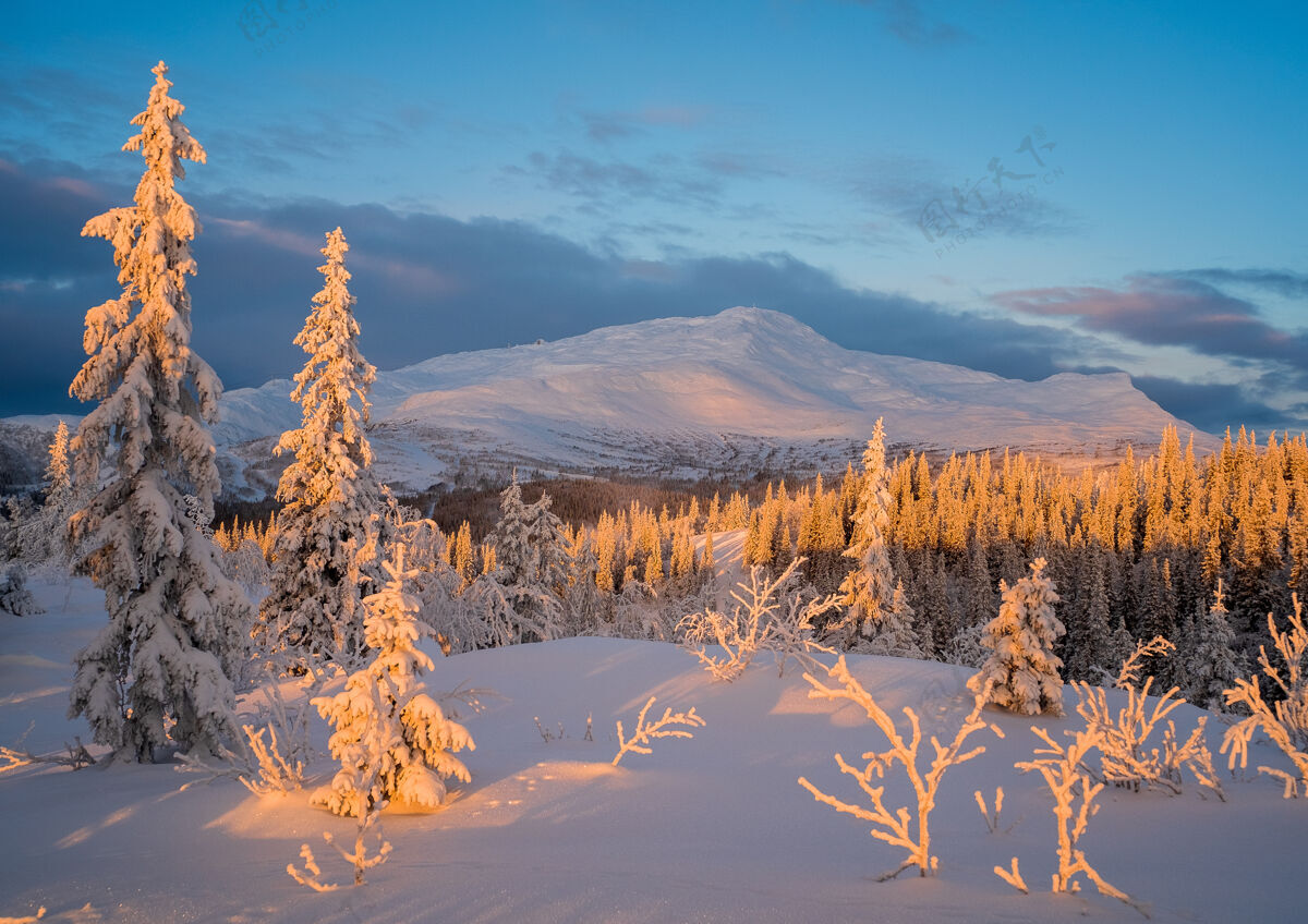 冷杉美丽的冬季日落景观森林雪天空
