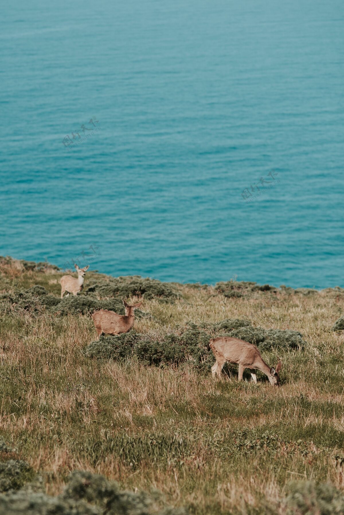 景观垂直拍摄的鹿吃草对身体的蓝色海洋公园动物白天