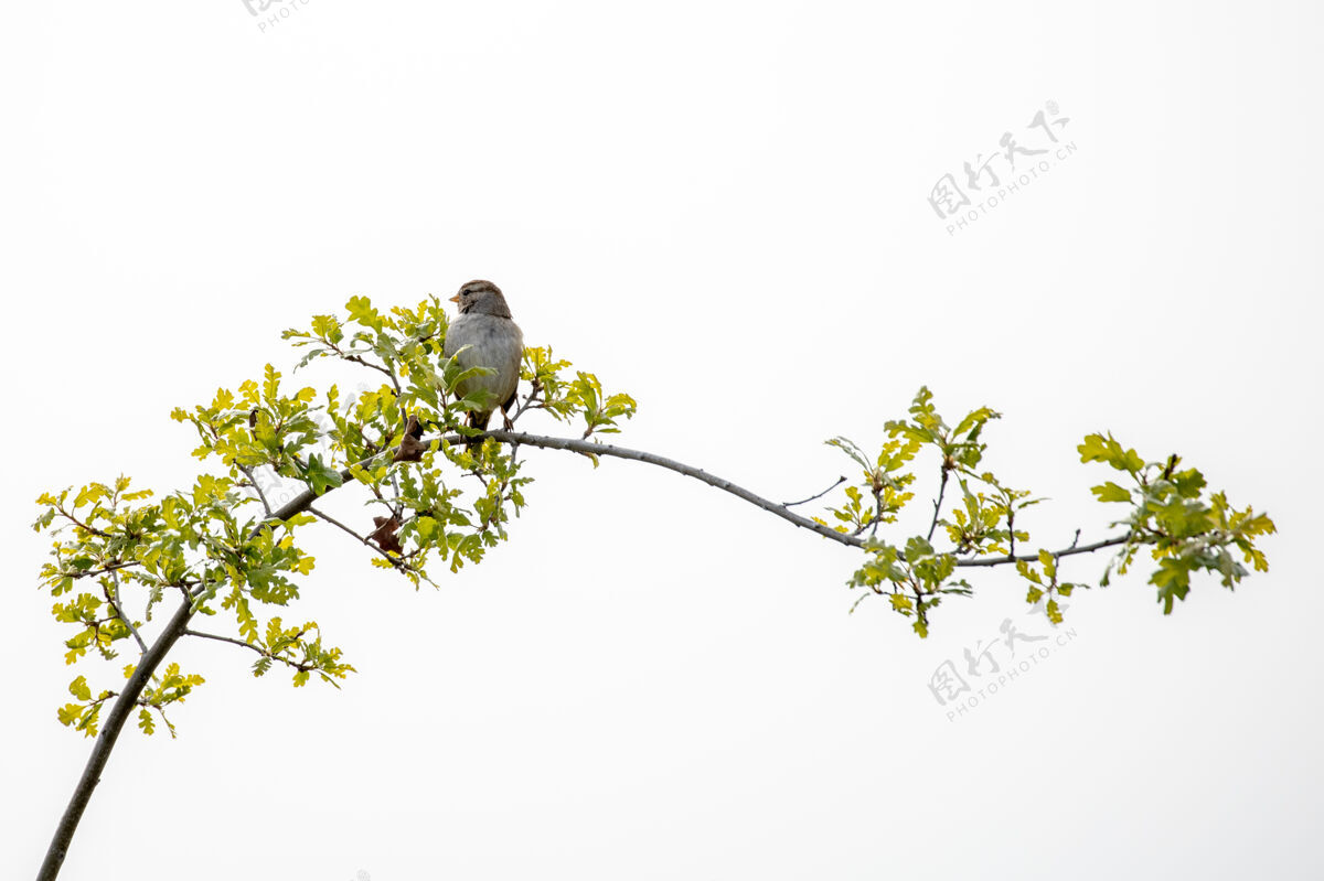 鸟灰色的鸟栖息在树枝上雀动物鸟类学