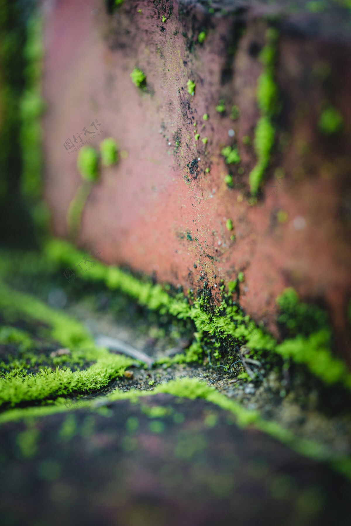 藻类棕色混凝土墙上的水滴水滴苔藓墙