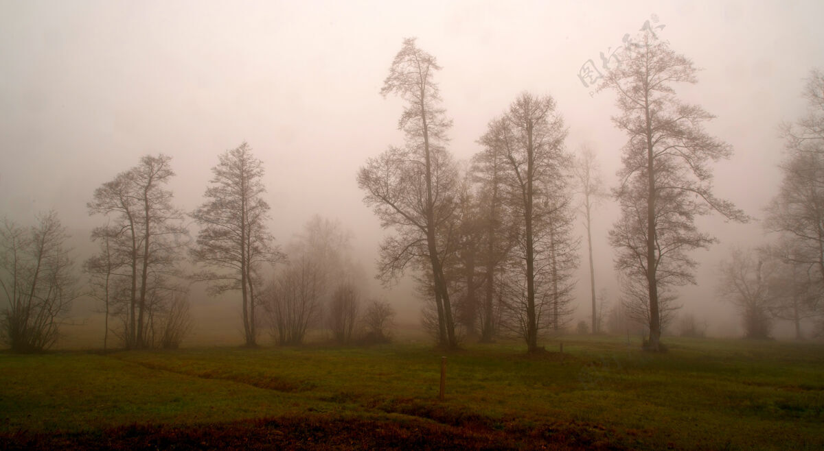 雾灰色天空下的树木雾树天