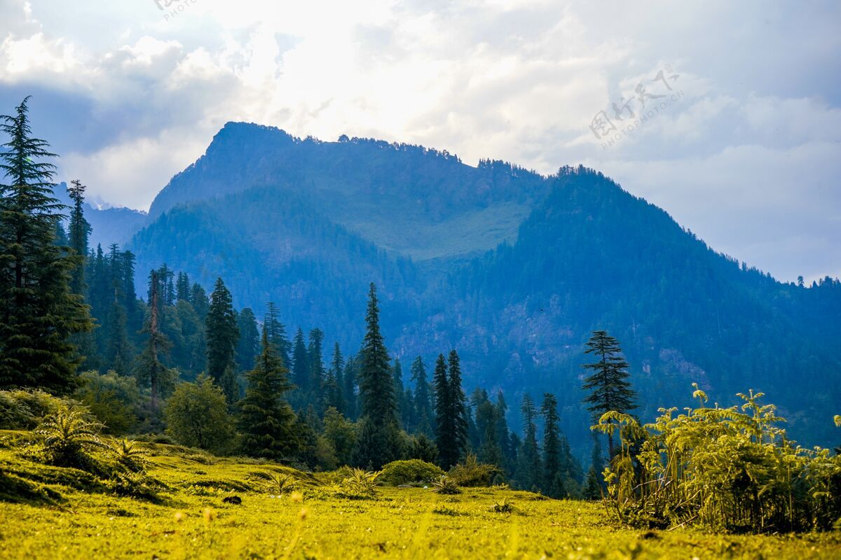 春印度田野和玛纳利山脉的景观景自然树