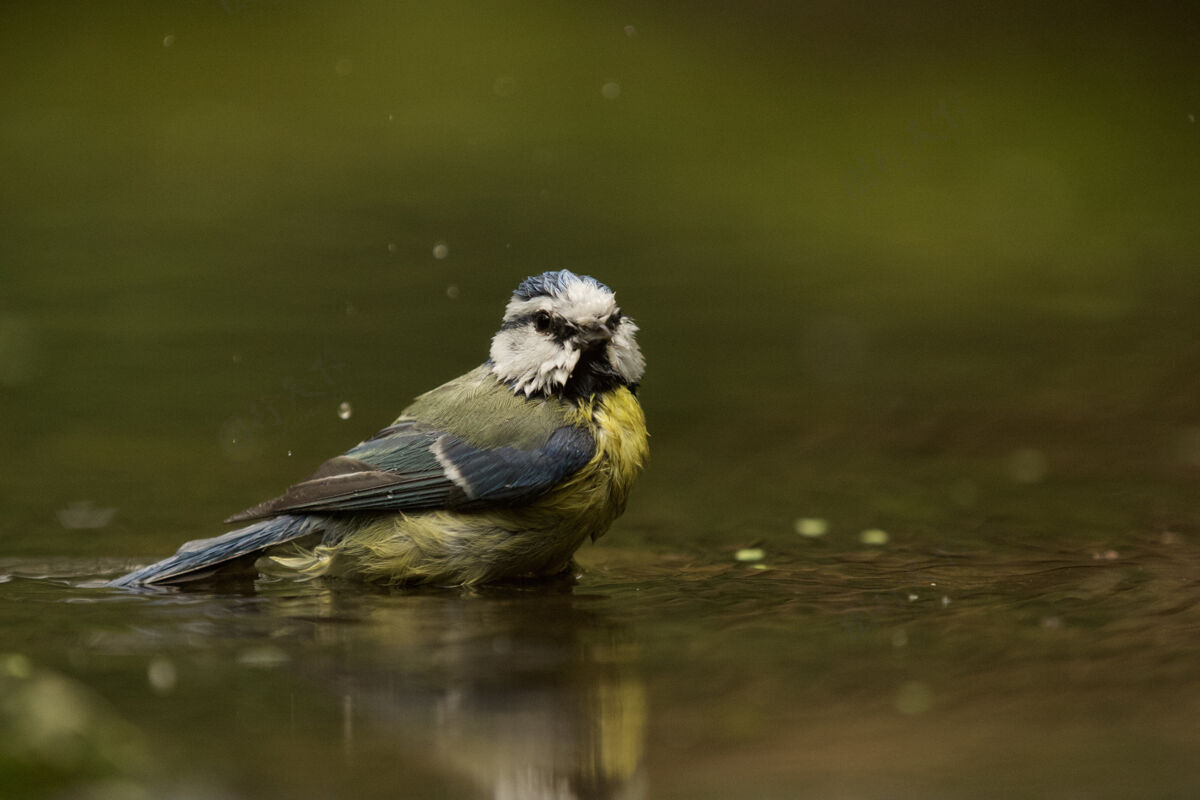 羽毛选择性聚焦拍摄一只大山雀在水中鸟哺乳动物荒野
