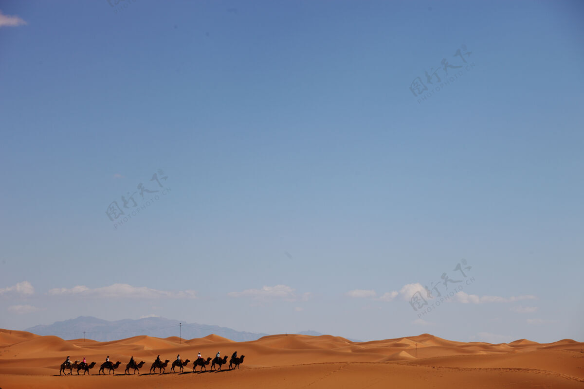 骆驼中国新疆沙漠中的骆驼车队陆地沙滩特写