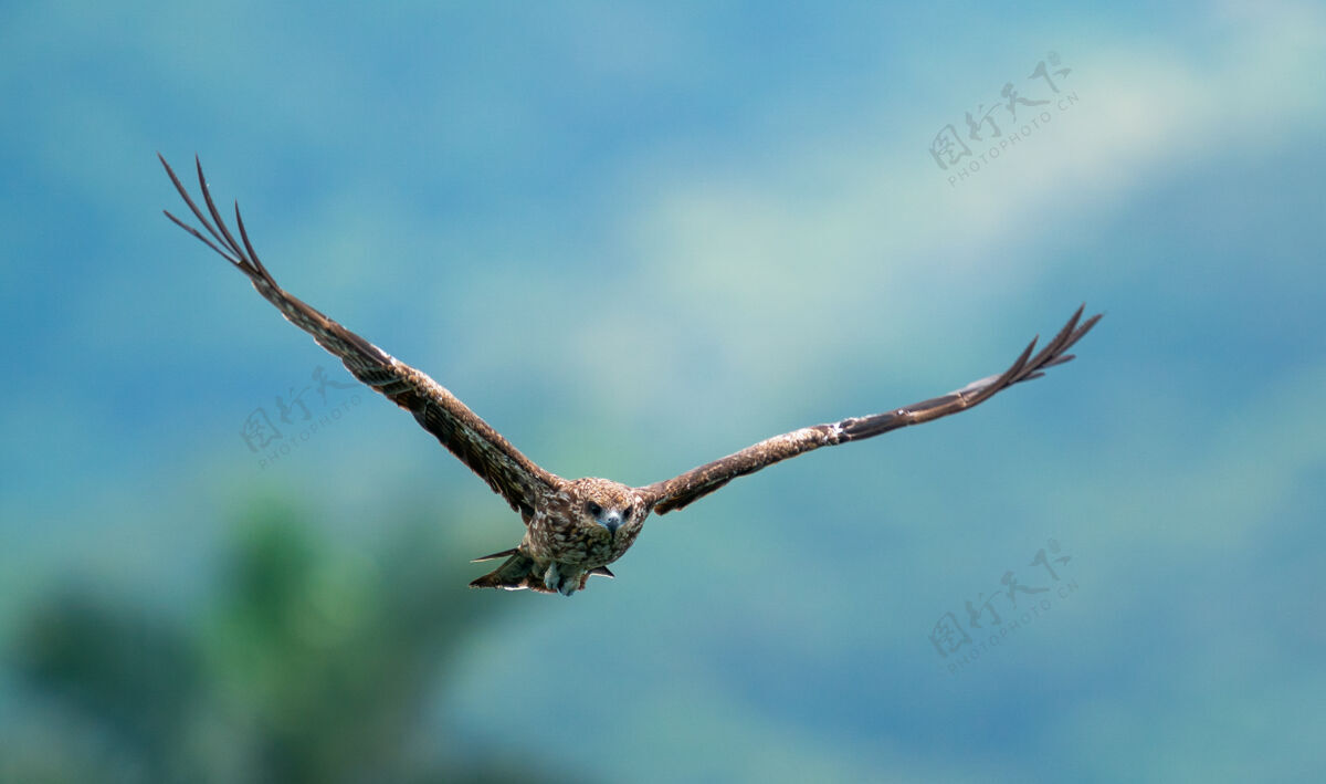 鹰一张背景模糊的老鹰飞翔的特写镜头羽毛细节雪
