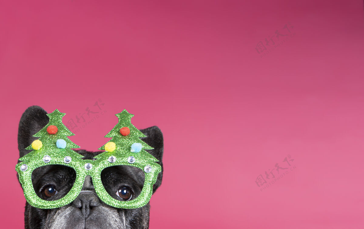动物可爱的小斗牛犬戴着圣诞主题眼镜眼镜斗牛犬节日
