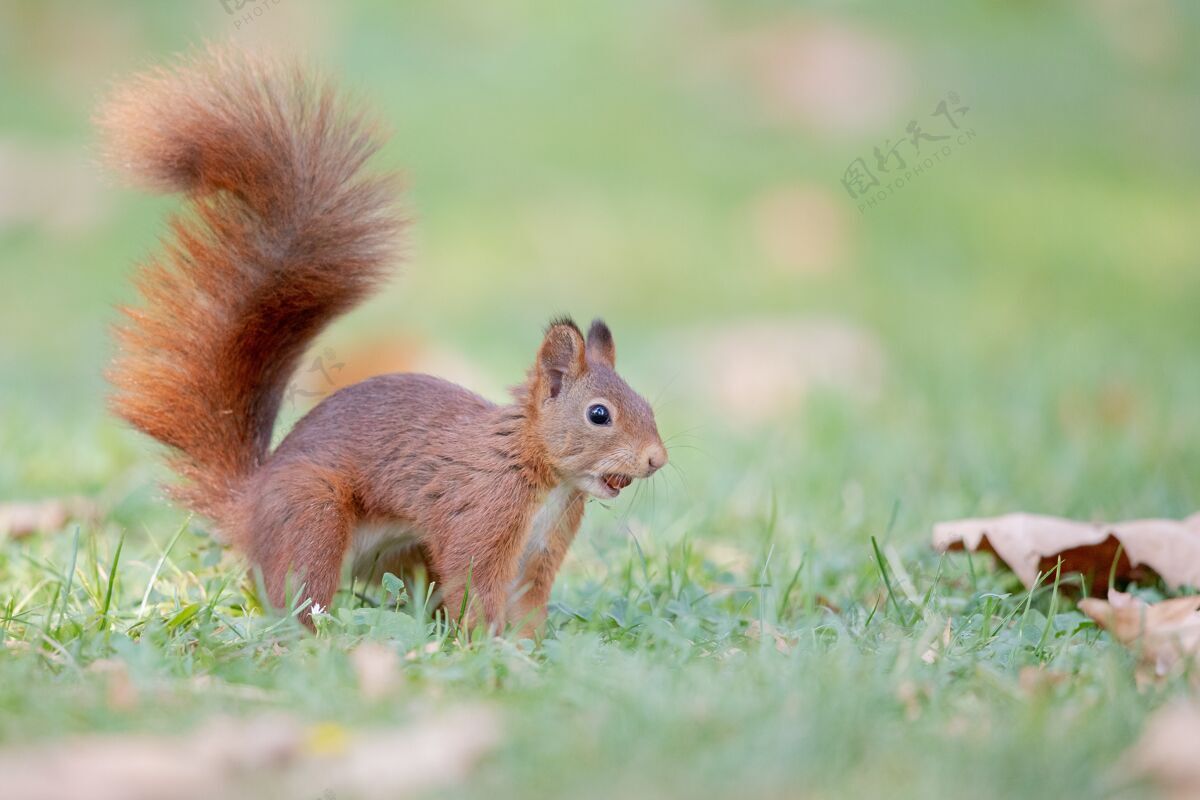 可爱森林里红松鼠的选择性聚焦镜头焦点野生森林