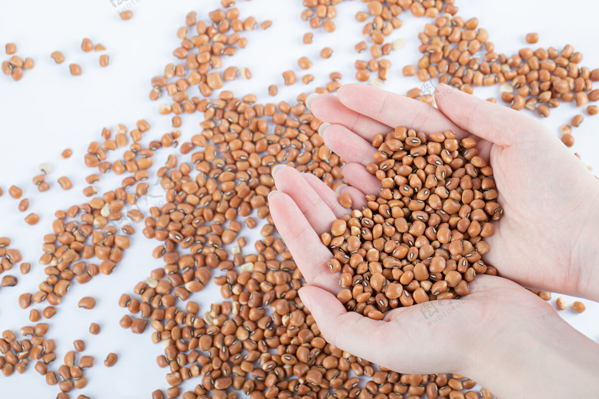 素食手拿未经料理的棕色豆子放在白色上植物生的有机