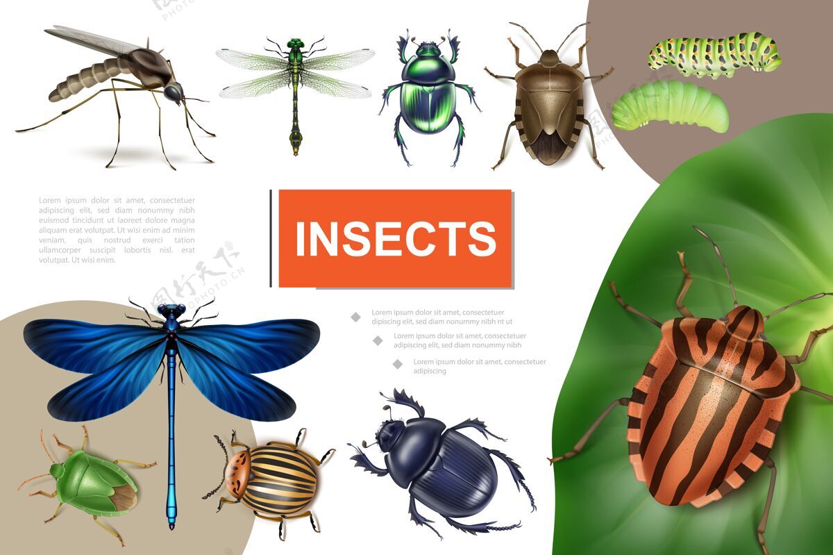 蜻蜓逼真的昆虫五颜六色的组成与科罗拉多甲虫对马铃薯叶蜻蜓毛毛虫蚊子臭味和甲虫五颜六色蚊子叶子