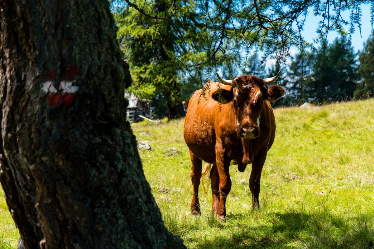 景观在阳光明媚的日子里 草地上的一棵树旁 一头长着牛角的奶牛的特写镜头哺乳动物牧场草