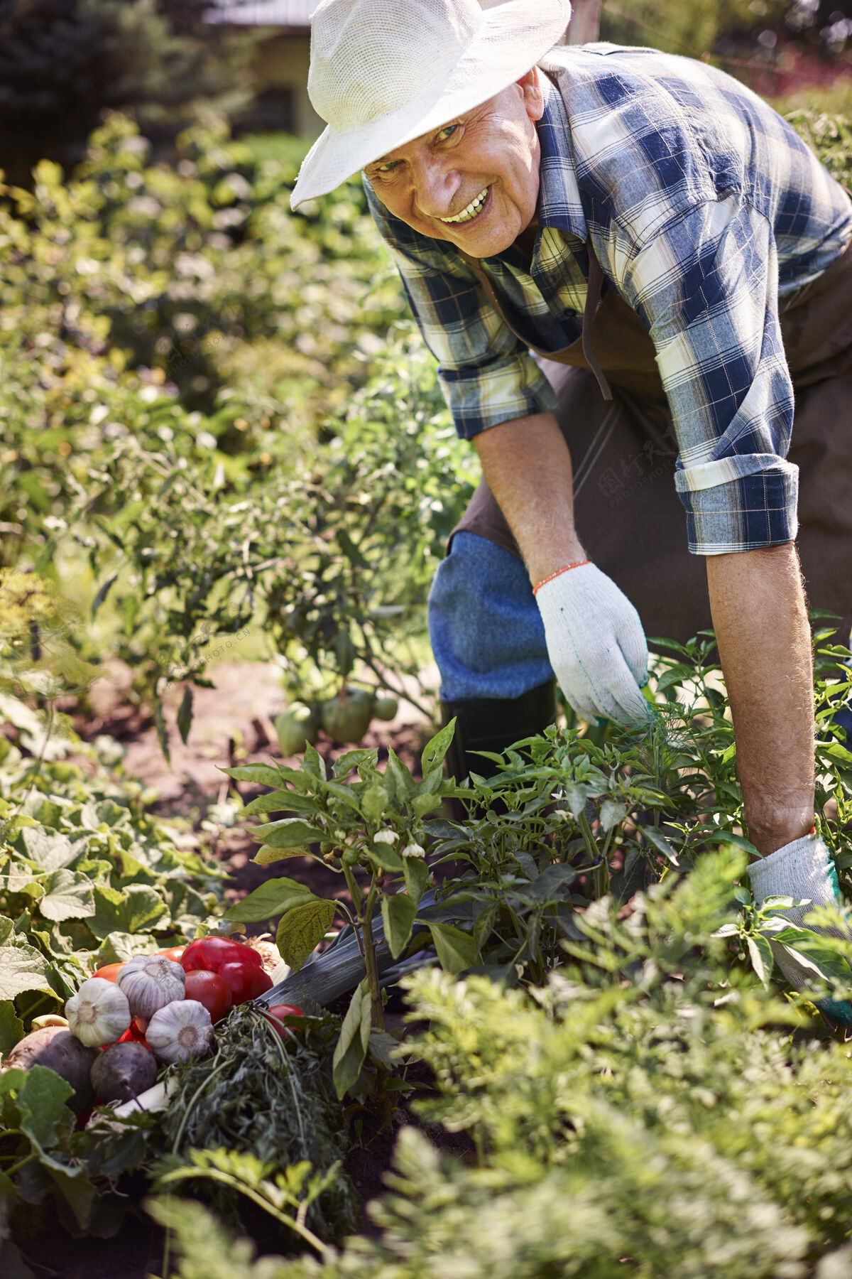 休闲一个拿着一箱蔬菜在地里干活的老人围裙园艺帽子