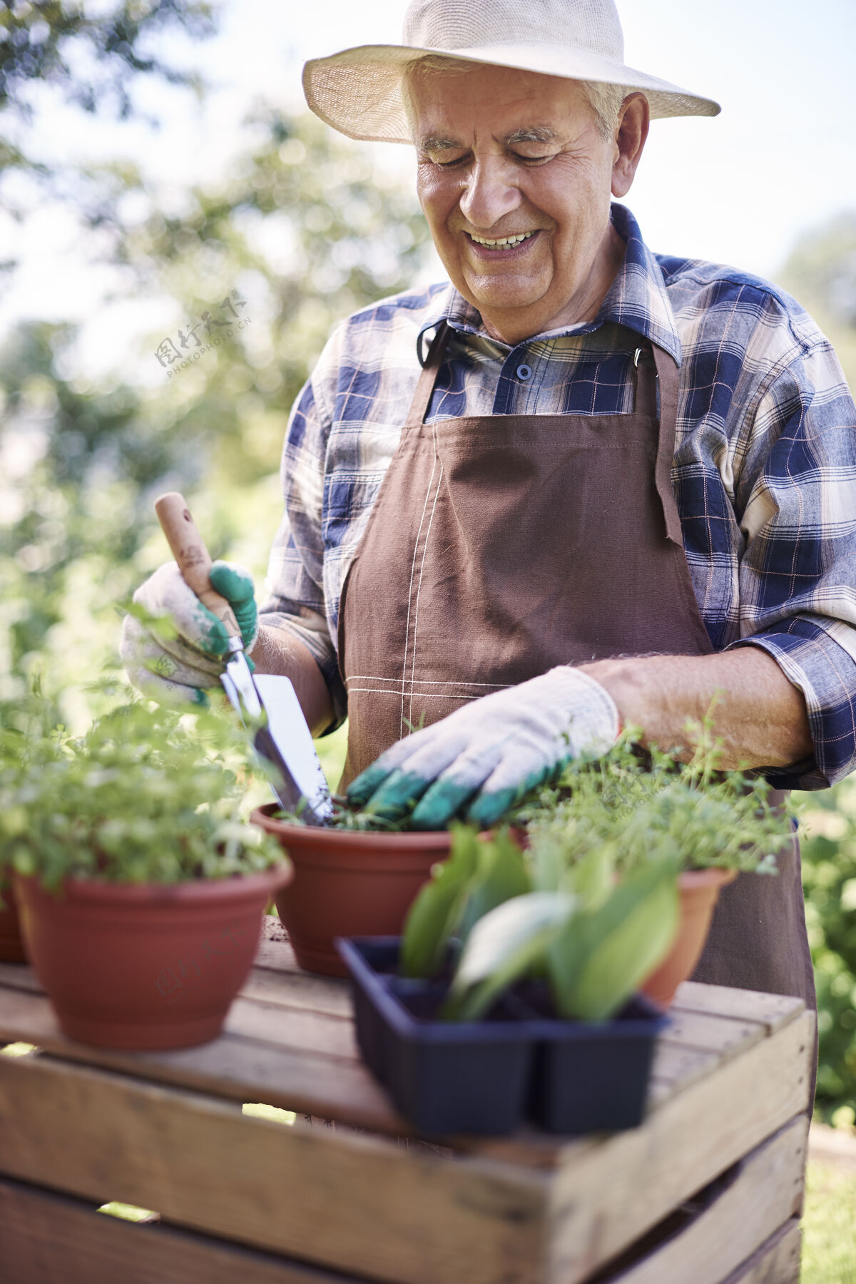 老年人在地里和植物一起干活的老男人休闲草药健康的生活方式
