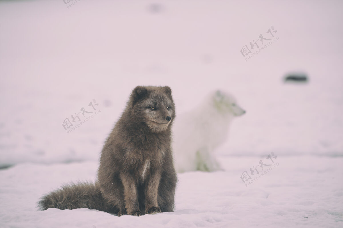 户外两条黑白相间的狼在冰上冰岛动物寒冷