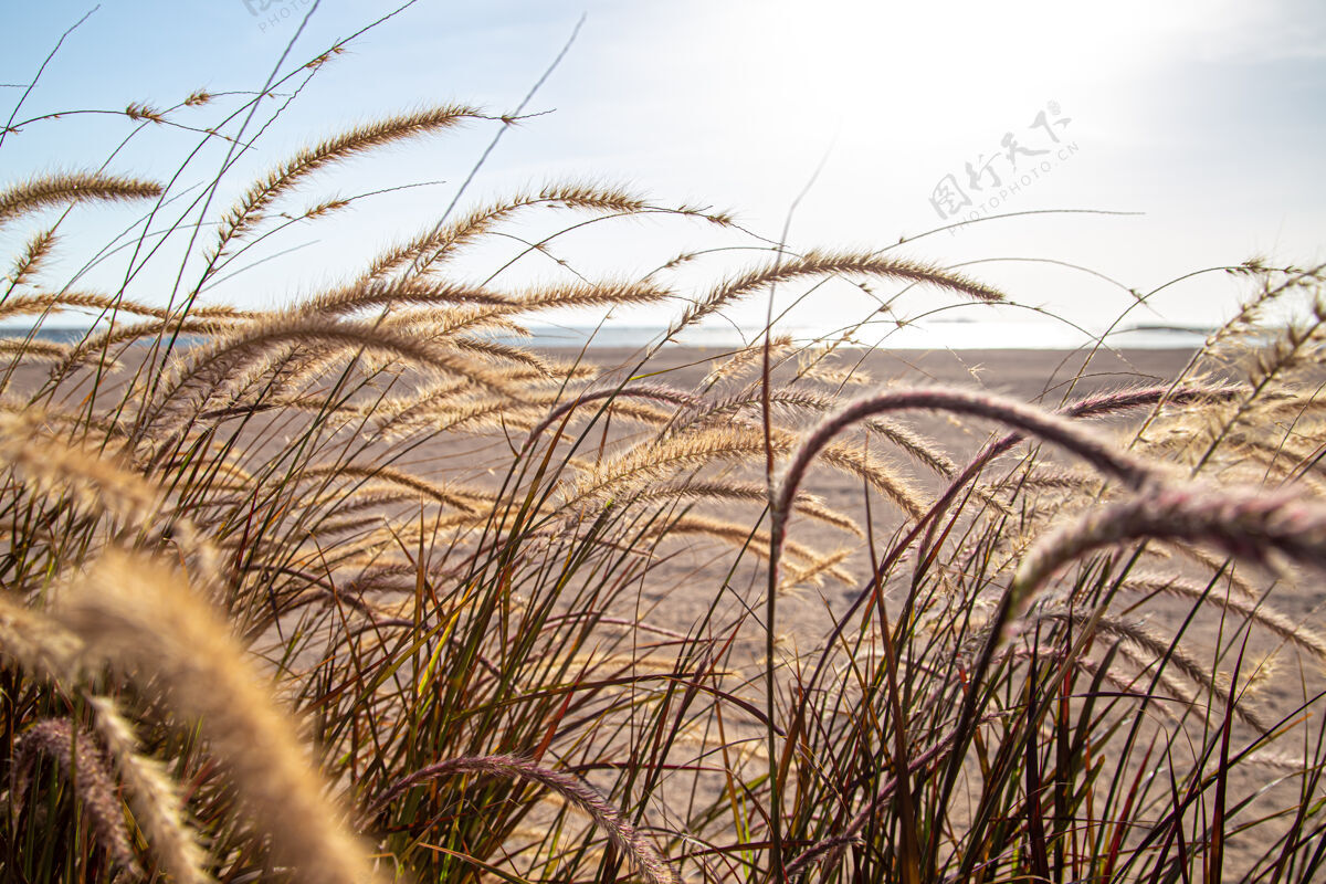 谷物草原地带的野草在阳光下特写夏季自然植物日落麦秆