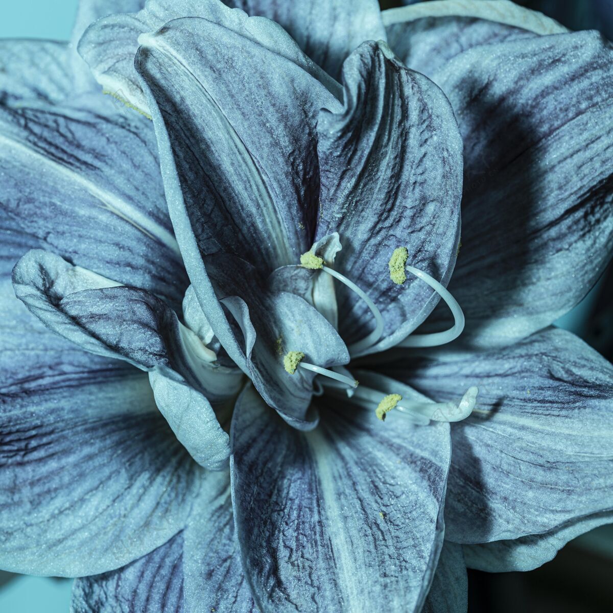 开花漂亮的蓝色花特写春天蔬菜