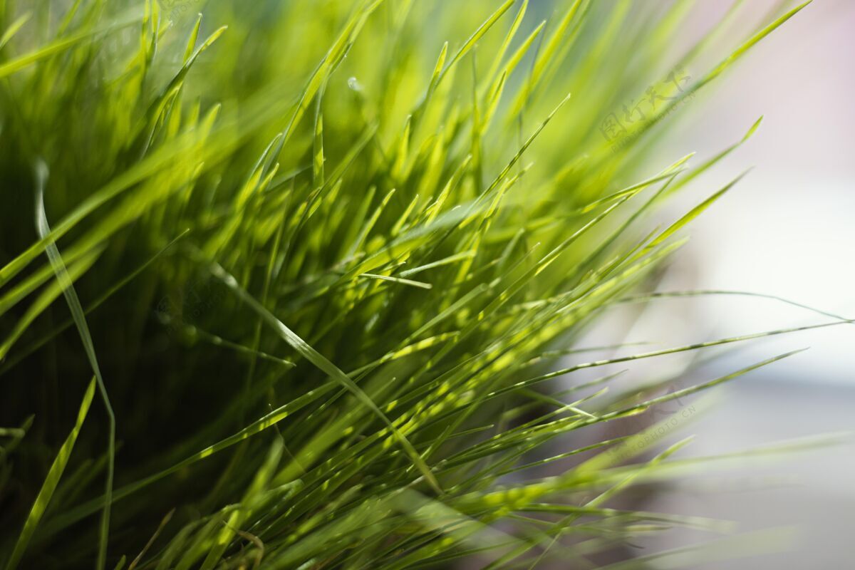 植物学天然草特写植物草的自然草